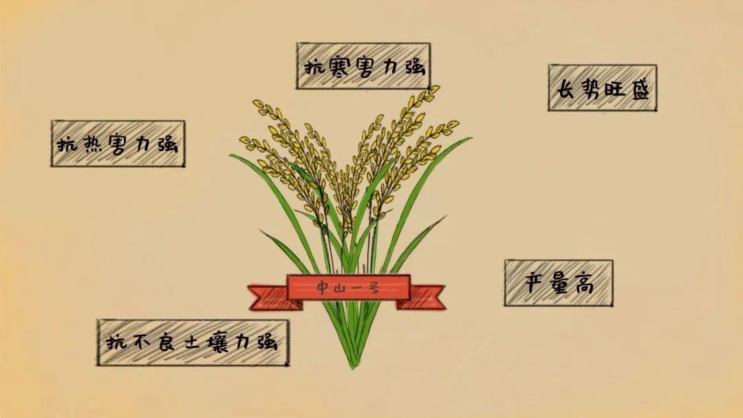 “稻”说古今,揭秘饭碗里这粒米的“前世今生” - 西部网(陕西新闻网)