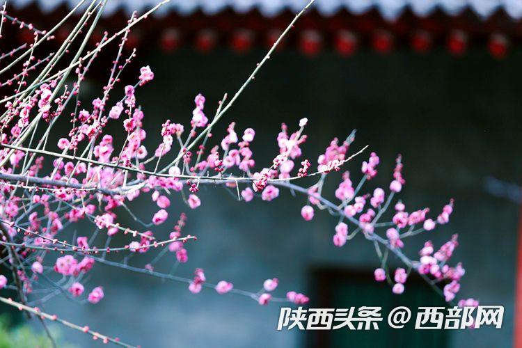 春天里的陕西丨长安香积寺红梅绽放 惹人陶醉 - 西部网(陕西新闻网)