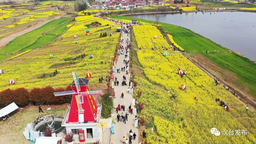 汉中油菜花 汉台区图片