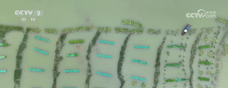 为保护和修复渔业生态 广西设置35000平方米人工鱼巢 - 西部网（陕西新闻网）