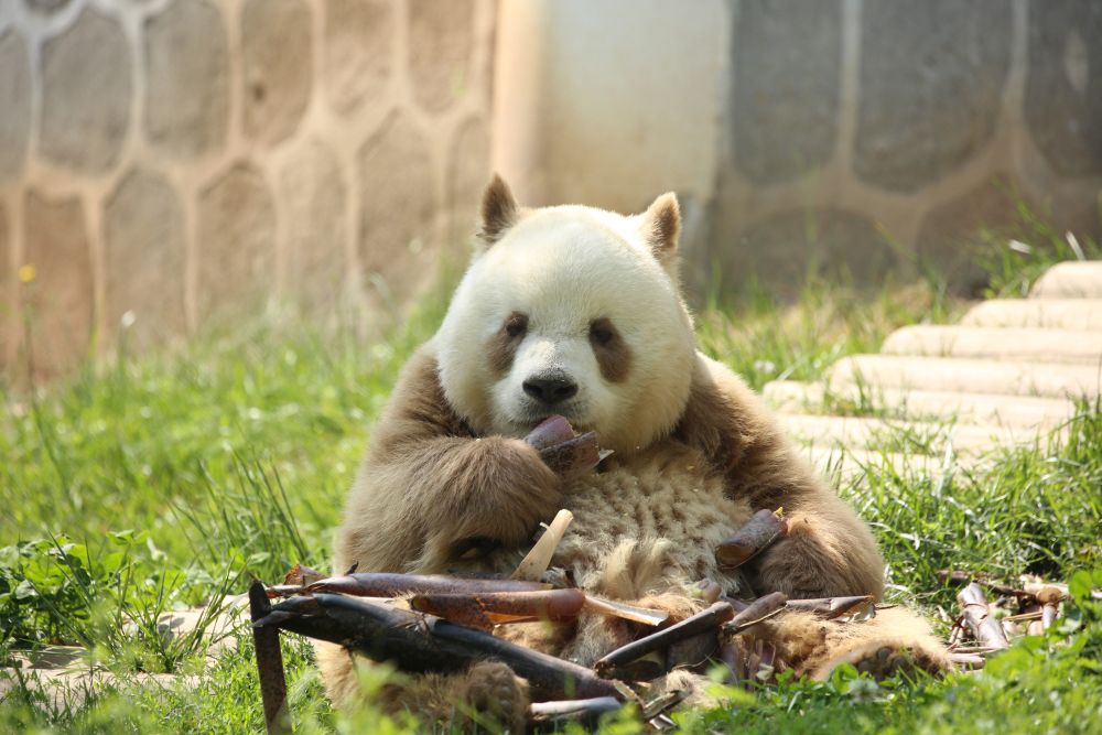 在秦岭北麓,西安市郊的秦岭大熊猫研究中心,目前全球唯一人工圈养的