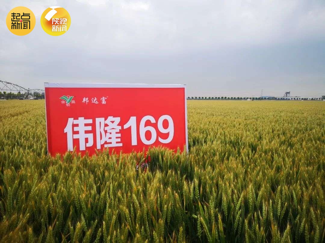 周麦38小麦品种产量高图片