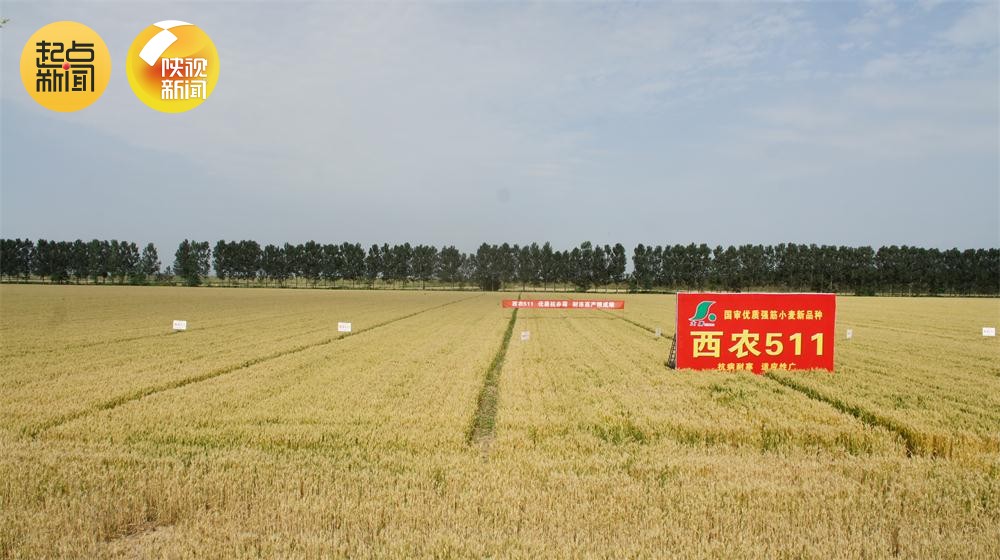 周麦38小麦品种产量高图片