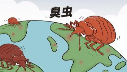床虱是臭虫吗?如何防虫? - 西部网(陕西新闻网)