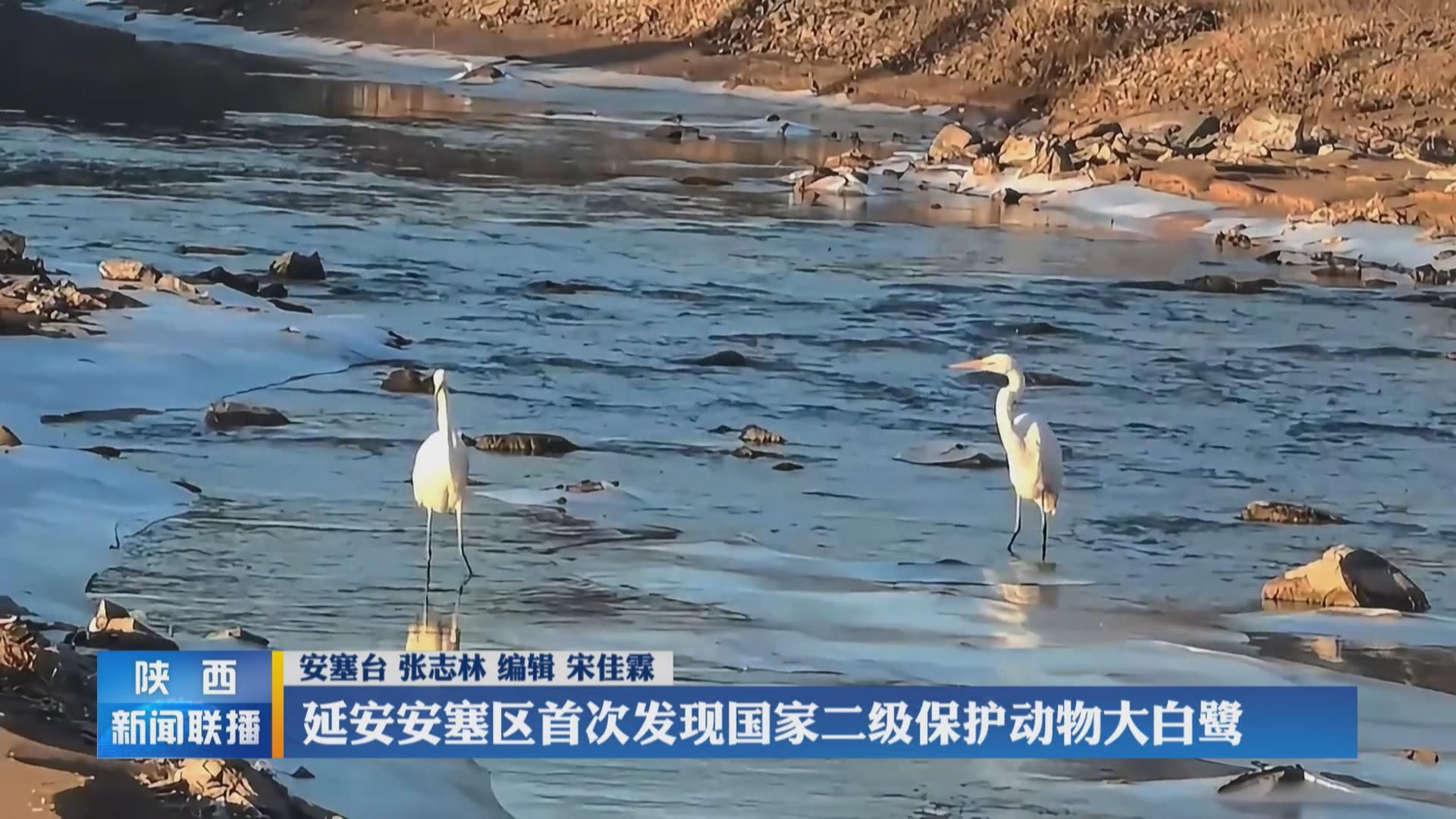 延安安塞區首次發現國家二級保護動物大白鷺