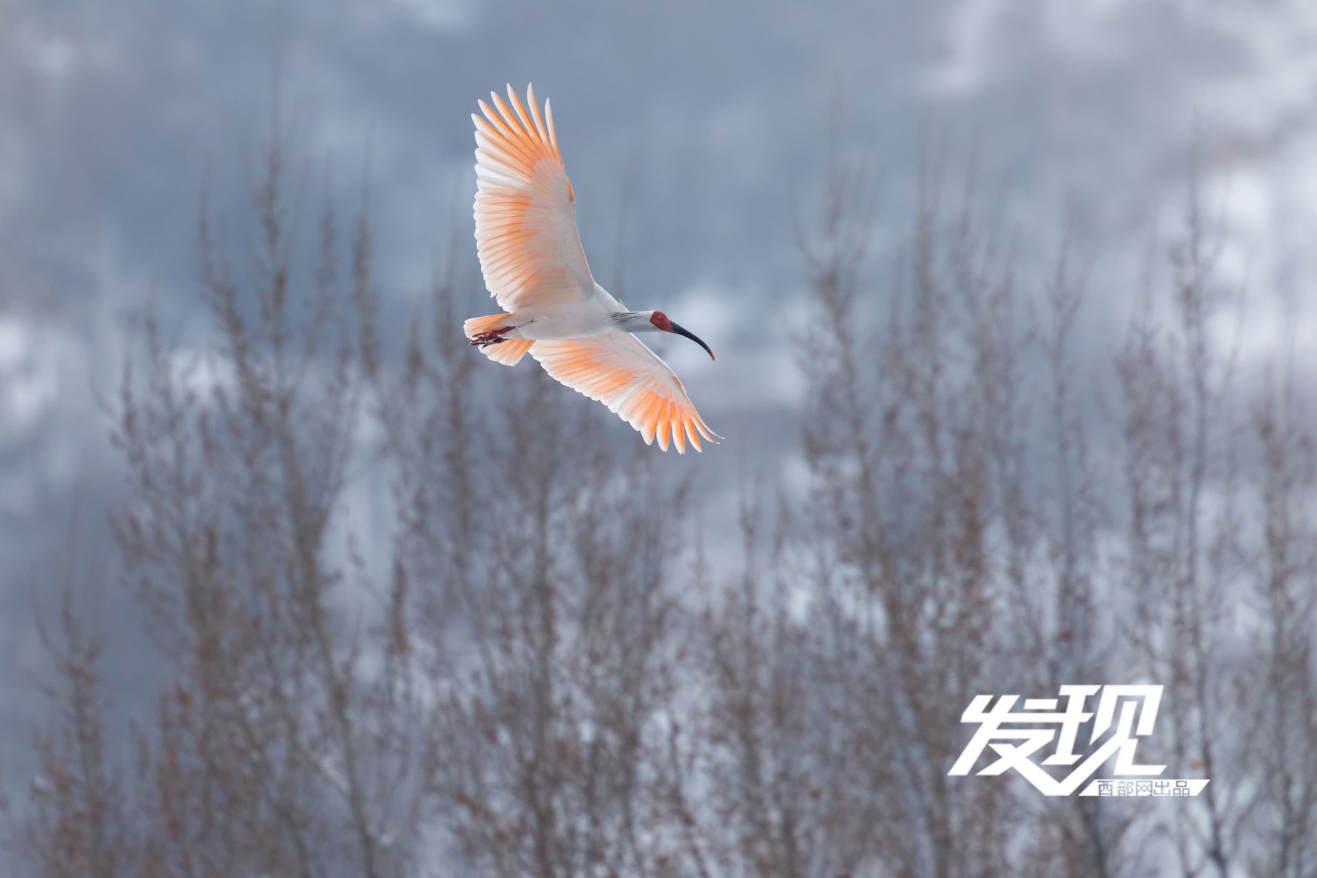 秦岭以北首批野放朱鹮在陕西铜川野化放飞 雪中翩翩画