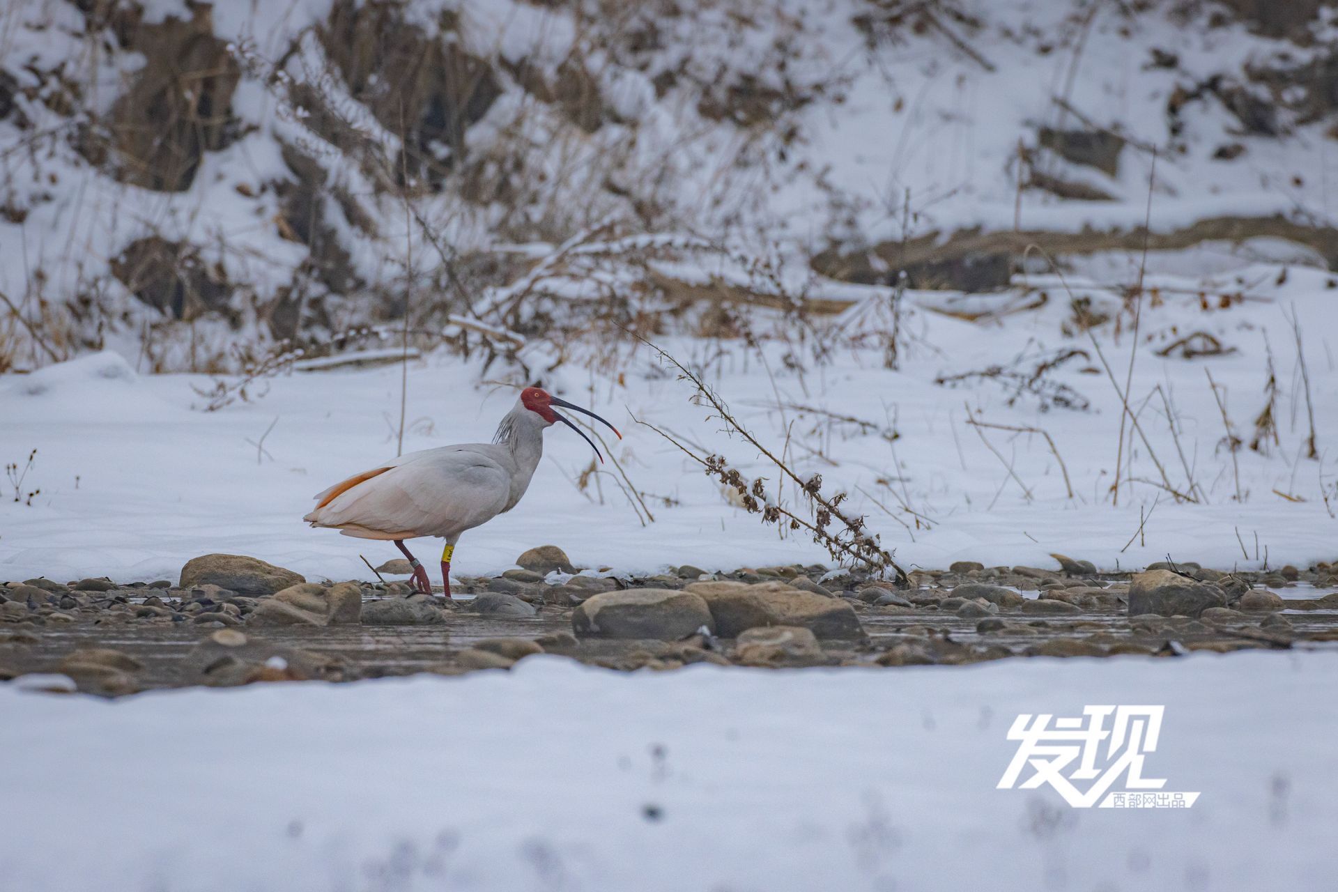 秦岭以北首批野放朱鹮在陕西铜川野化放飞 雪中翩翩画