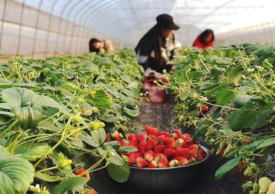 新鲜的草莓吸引游客前来采摘.