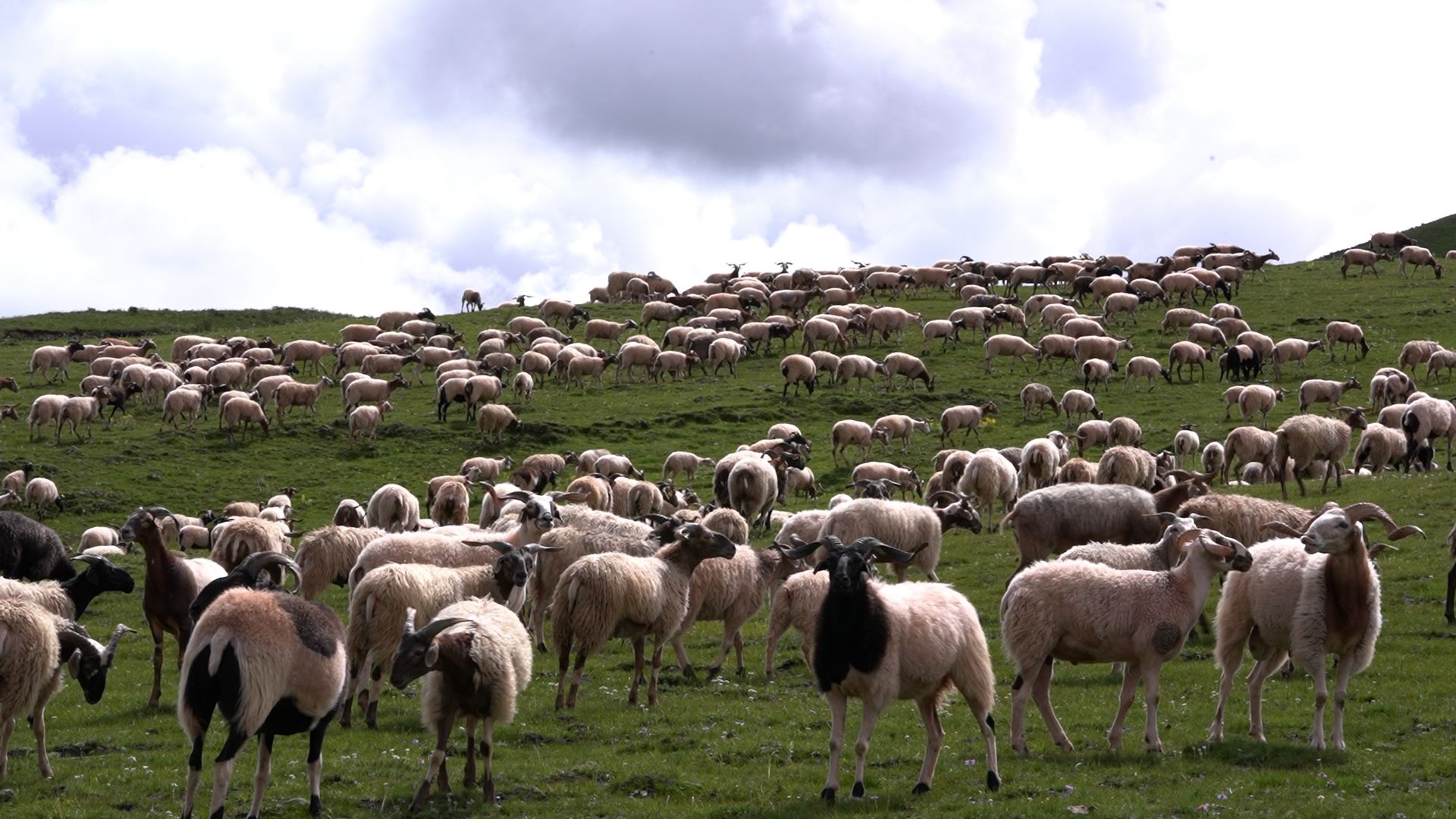 西藏贡觉阿旺绵羊续产双胞胎特色产业喜迎开门红