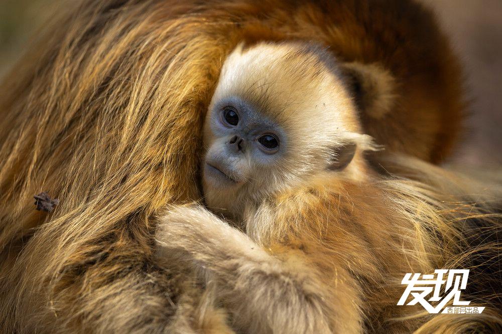 发现春天里的陕西丨生机盎然秦岭野生金丝猴悠然下山