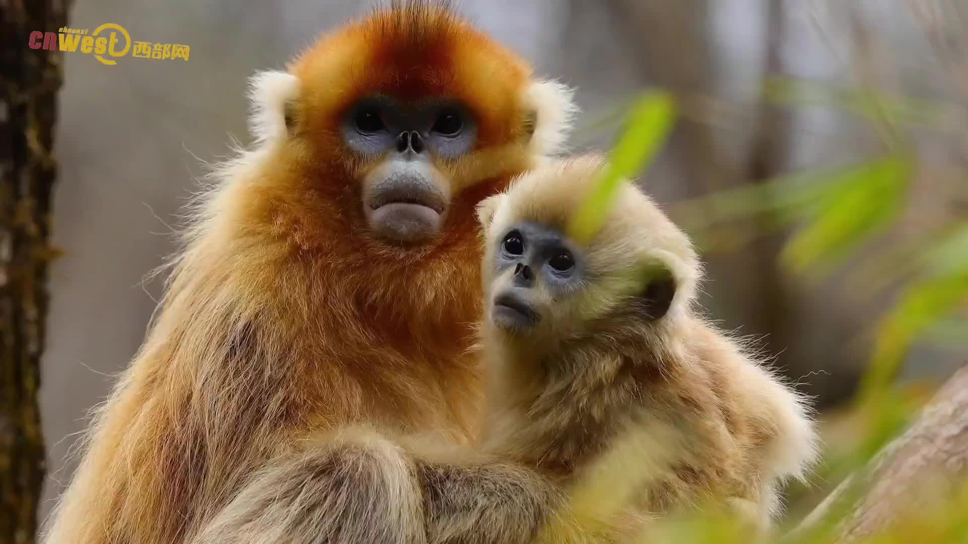 发现春天里的陕西丨生机盎然秦岭野生金丝猴悠然下山