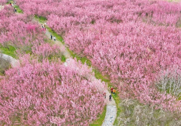 西安环山路花海图片