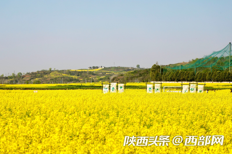 生态高颜值发展高质量油菜花牡丹花黑稻田汉中洋县有机产业有自己的