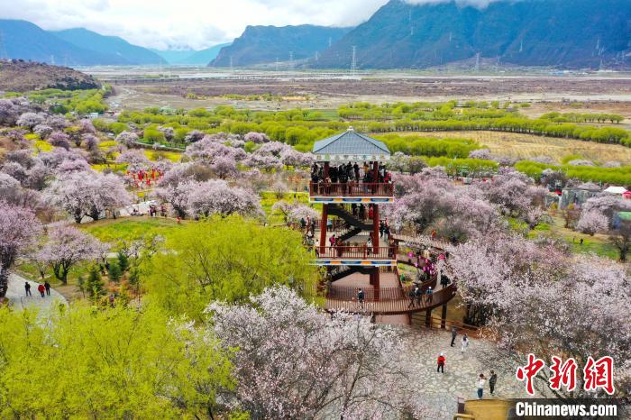 西藏林芝桃花节开幕人气桃花村热闹迎客