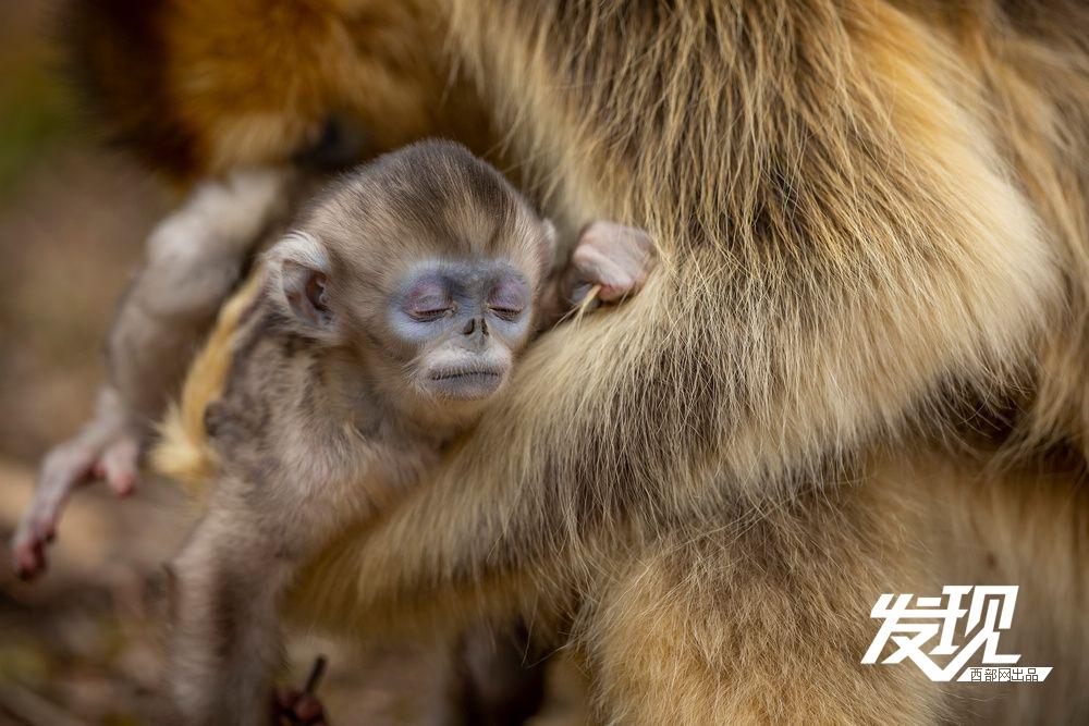 金丝猴宝宝新生