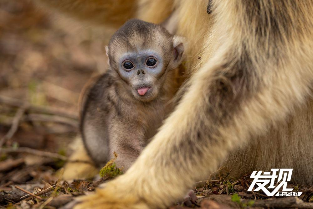 金丝猴宝宝新生,娇小身躯似绒球.新生命降临,喜悦满溢.