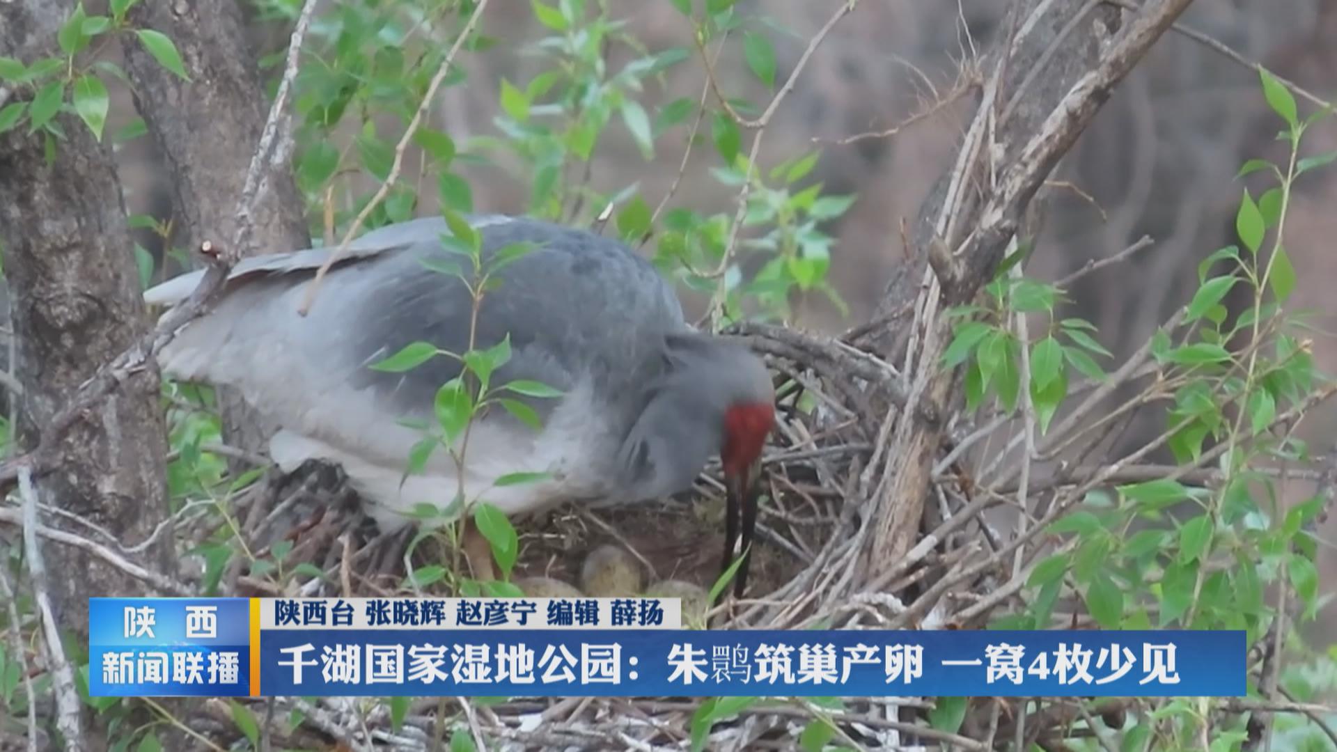 千湖国家湿地公园朱鹮筑巢产卵一窝4枚少见