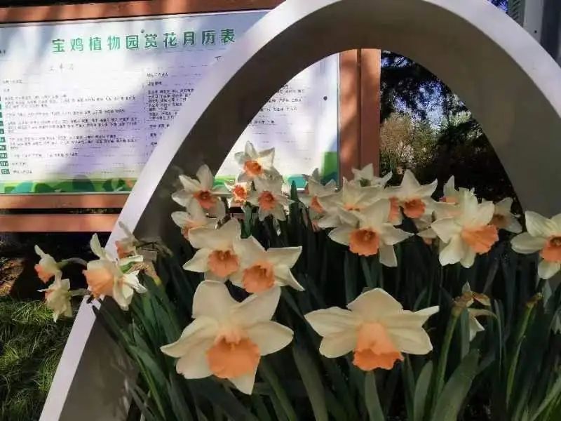 宝鸡植物园持续增彩添绿扮靓美丽春天