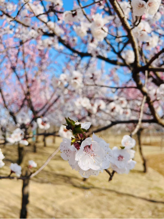 榆林市横山区杏花绽放春意正浓