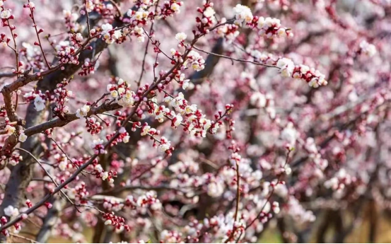 榆林市横山区杏花绽放春意正浓