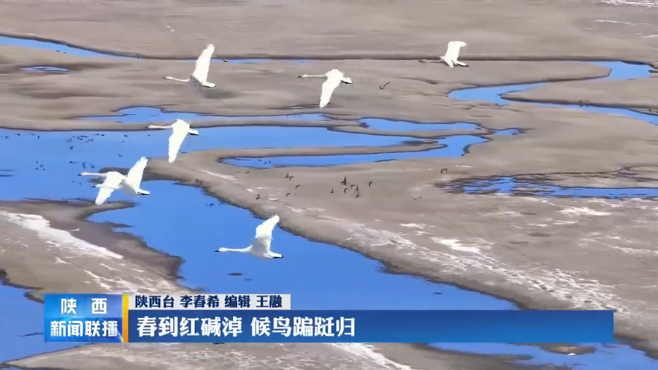 春到红碱淖 候鸟蹁跹归 - 西部网(陕西新闻网)