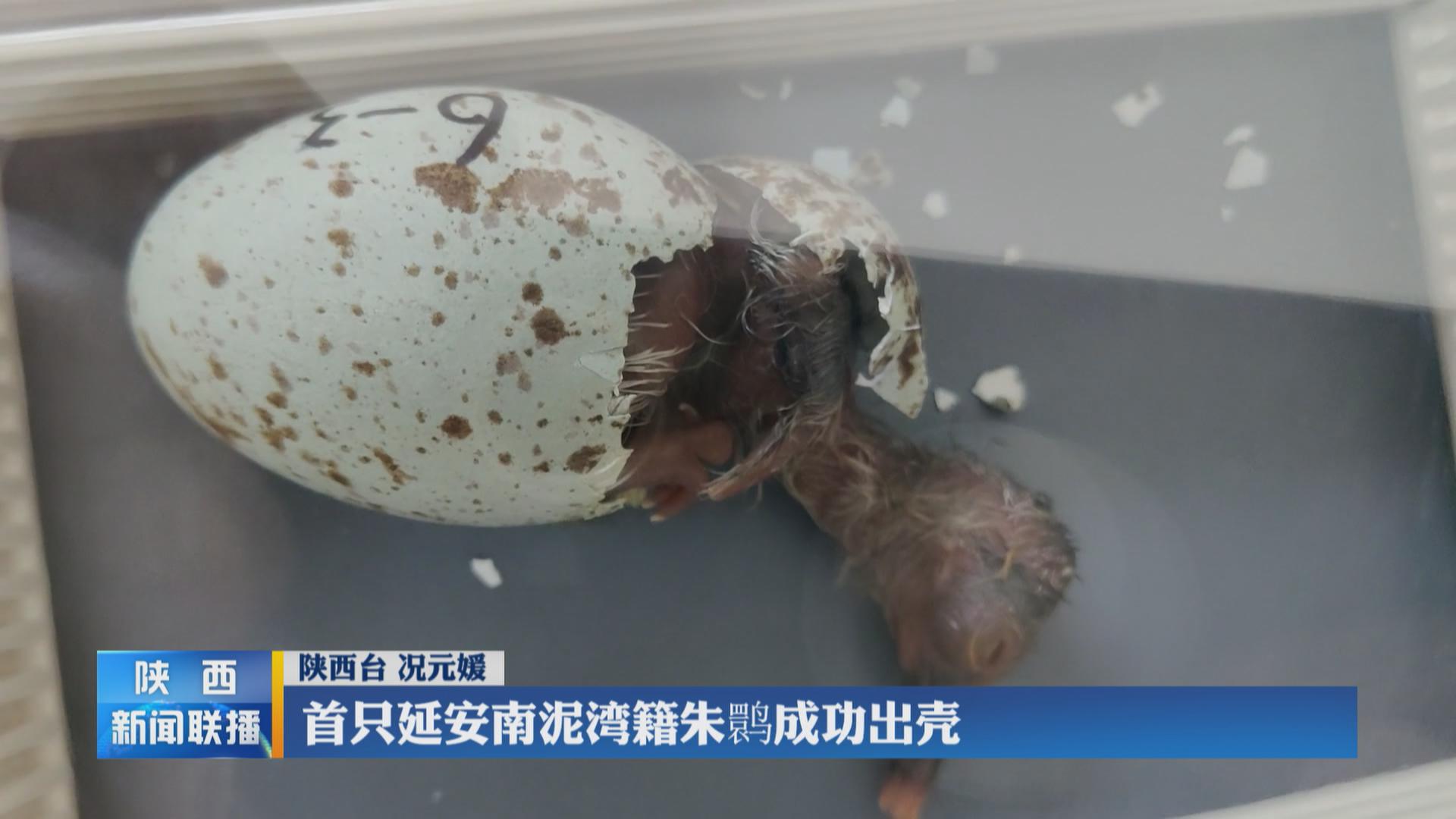 首只延安南泥湾籍朱鹮成功出壳 - 西部网(陕西新闻网)
