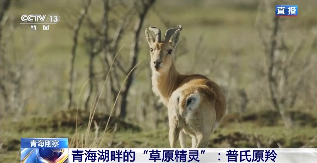 用“亿像素”全方位观测青海湖普氏原羚是种什么体验 - 西部网(陕西新闻网)
