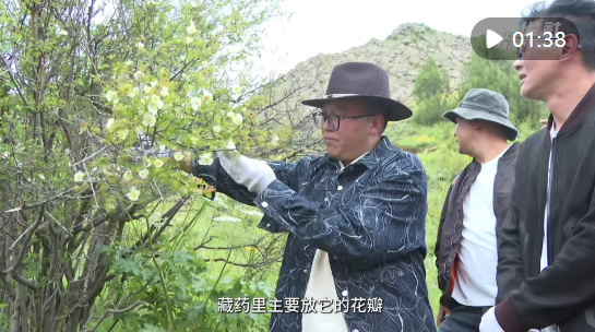 西藏丁青:传承藏医药文化 加强藏药材保护与利用 - 西部网(陕西新闻网)