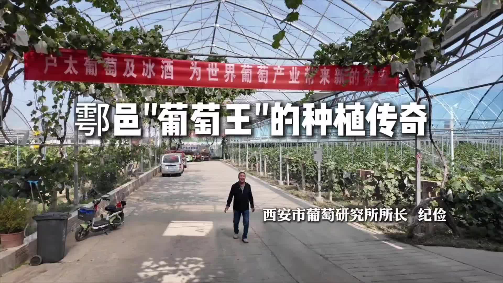 王葡萄传奇图片